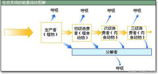 生态系统的能量流动图解