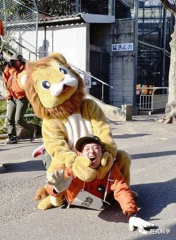 从工作人员的表情我们可以看出,这只面相呆萌的狮子下手不轻.