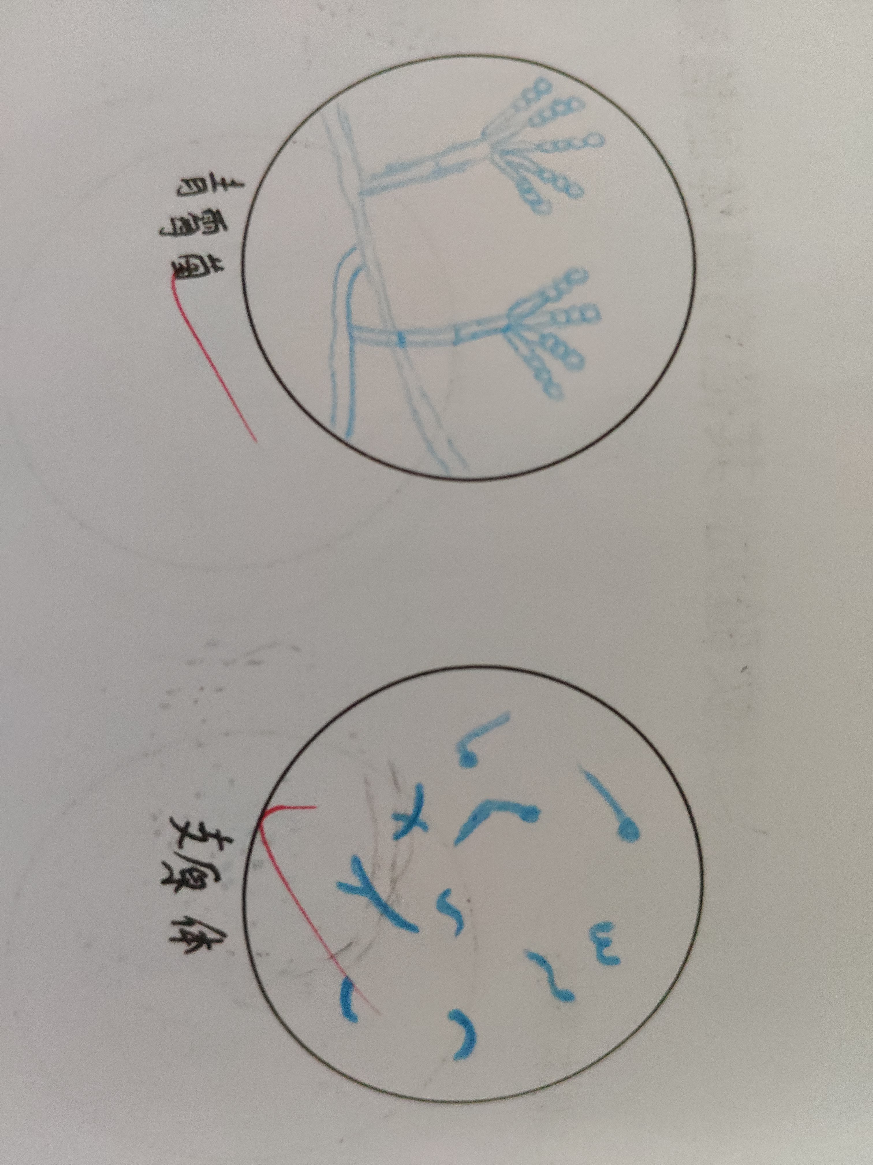 微生物红蓝铅笔手绘图
