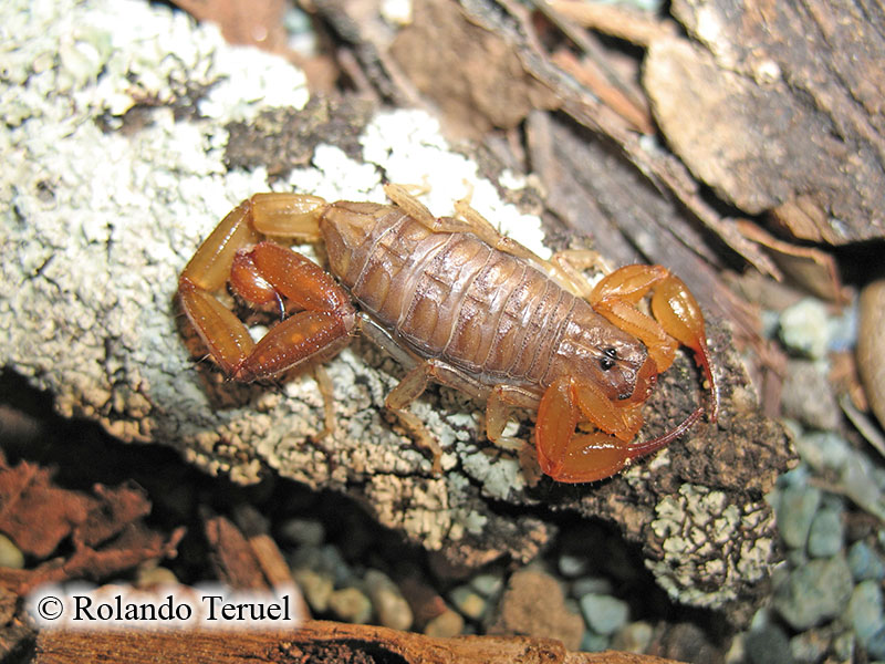 巴拉克阿似刺尾蝎centruroides baracoae armas, 1976(雌)