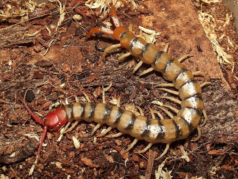 【蜈蚣之最系列】分布最广-赤蜈蚣 scolopendra morsitans