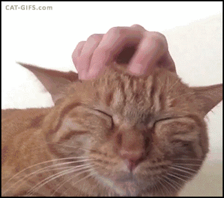 有效的猫咪按摩可以缓解它们的疲劳和压力