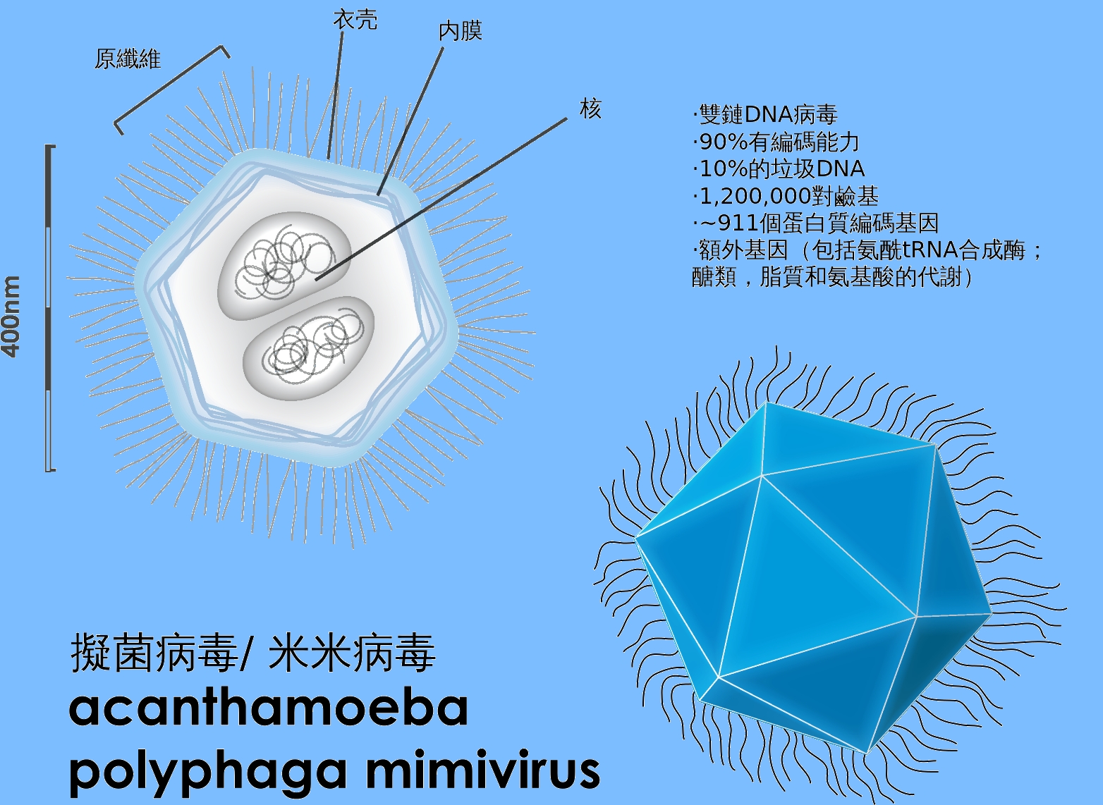 球状的巨型病毒米米病毒