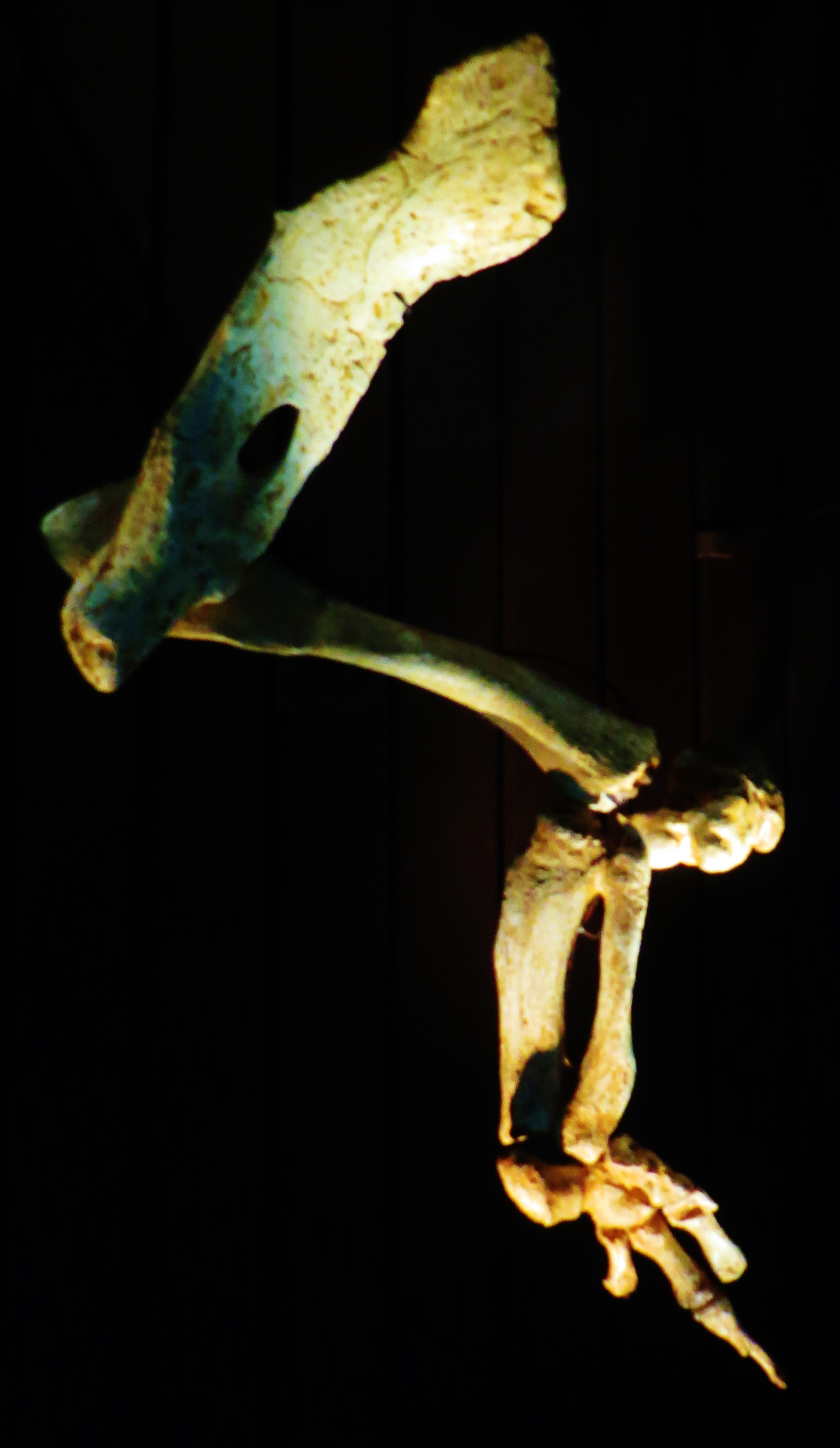 龙王鲸视频 7669ff881d333e2aab810ecba36c28032481cecb.jpg