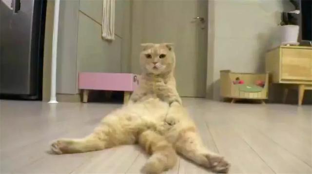 橘猫模仿人类坐姿长达三年,猫咪软骨病勿轻视,铲屎官