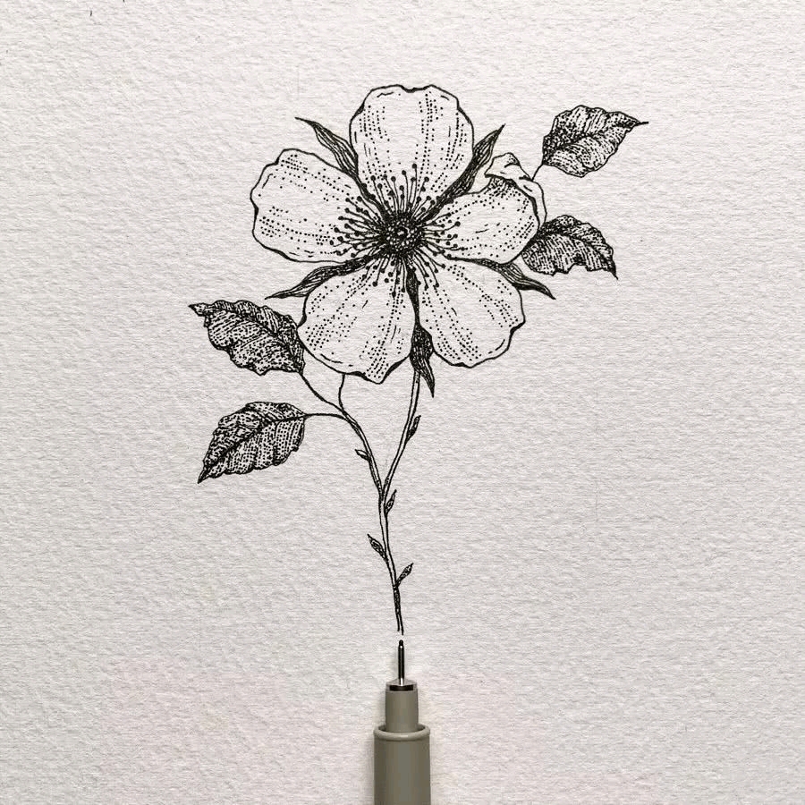 手账素材 针管笔素材 花卉素材 分享