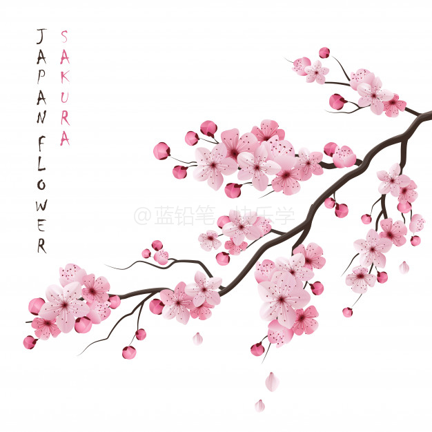 日系和风-漂亮樱花素材(矢量图及笔刷下载)