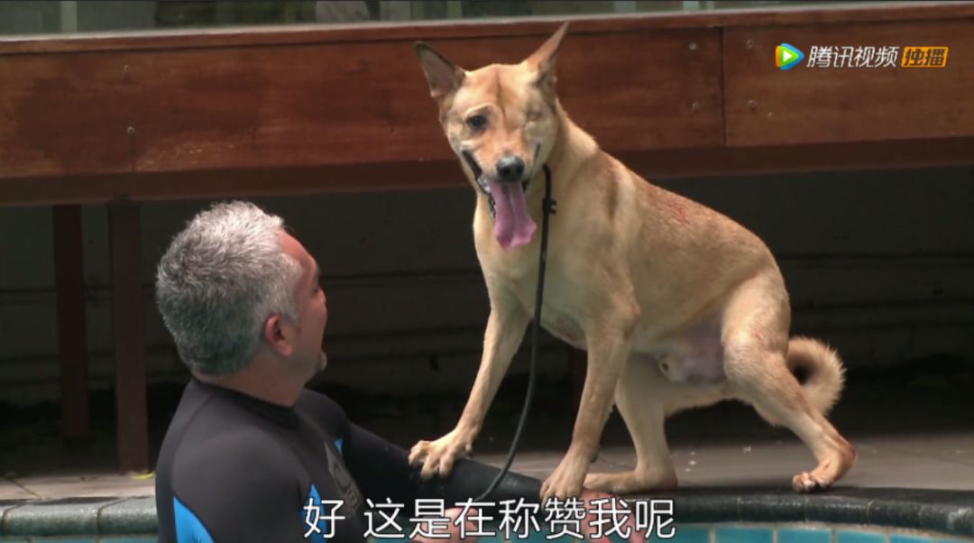 训狗高手:西泽是怎样炼成的