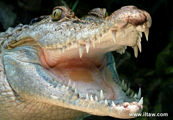 悄怆悲歌—菲律宾鳄(crocodylus mindorensis)