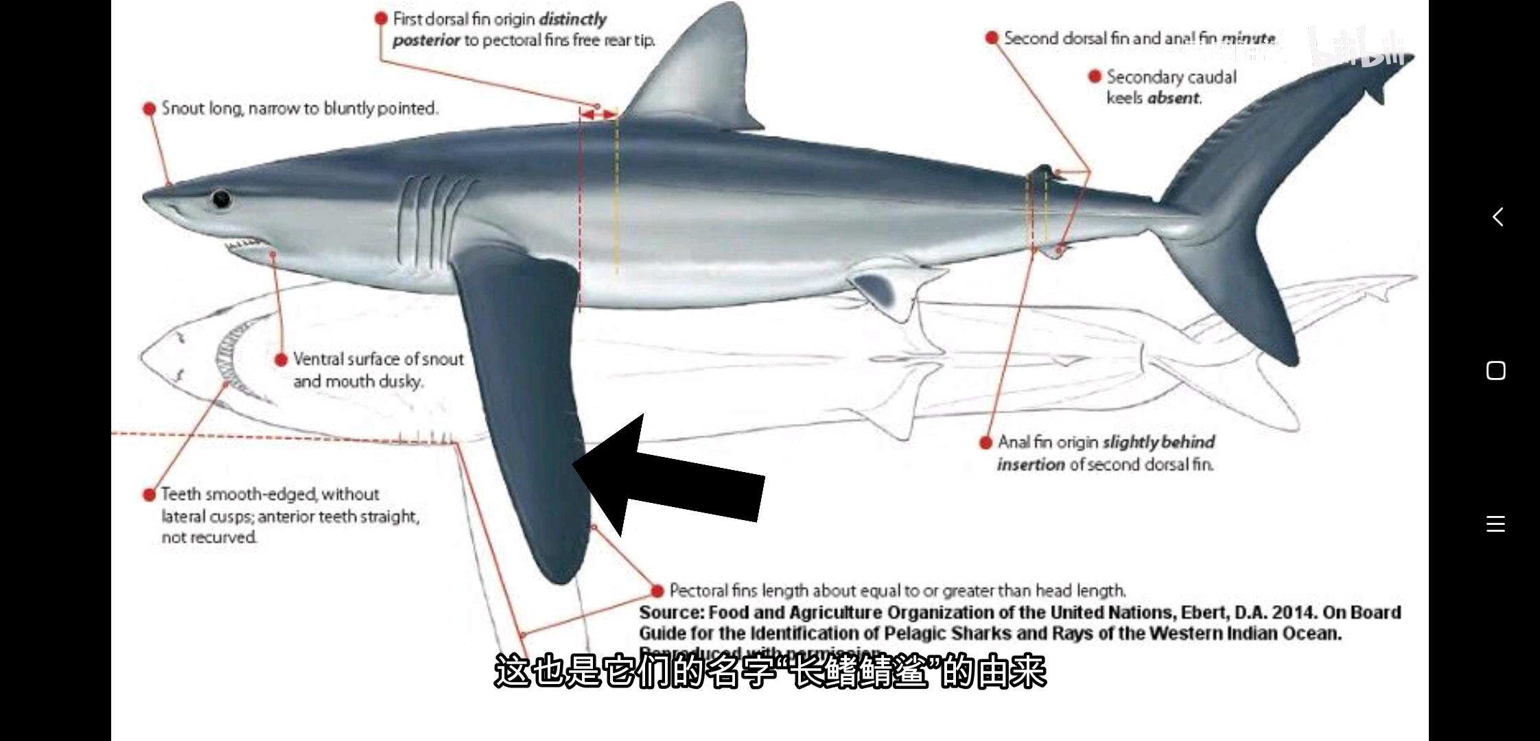 图片来自up –居氏鼬鲨– 视频长鳍鲭鲨