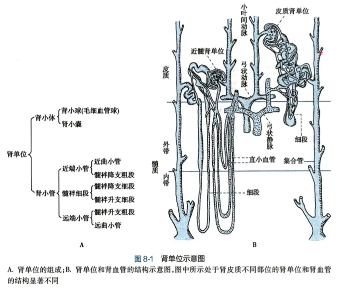 肾脏生理和内科的小记