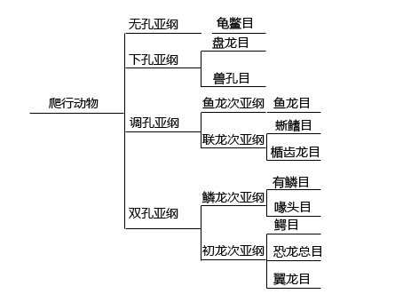 从爬行动物的分类谈起吧,在旧的林奈分类中,爬行动物自成一纲,叫做"