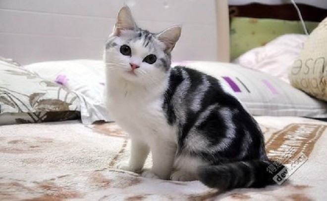 为什么说养美短猫后就存不了钱呢?