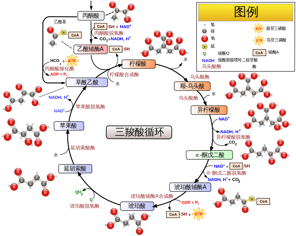 醣与脂肪在有氧系统加入供能之前,都会变成 乙酰辅酶a,那接下来呢?