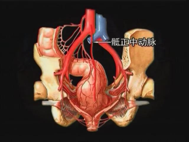 骶正中动脉来自于腹主动脉下段,紧靠骶骨向下分布直肠后壁,和部分直肠