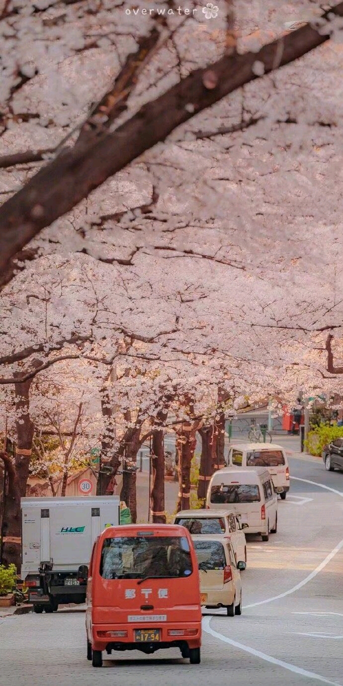 粉色樱花壁纸锁屏图