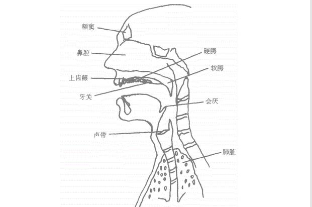 发声器官构造