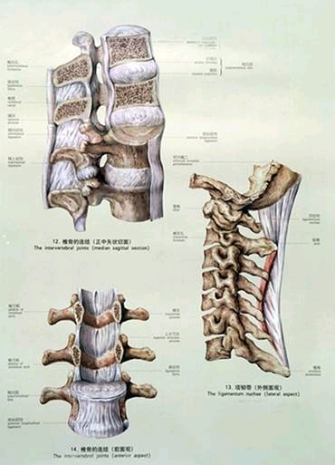 日常 人体解剖学第9讲 关节学躯干骨的连结 躯干骨的连接包括椎骨间的