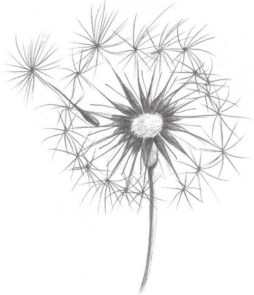 素描入门素描蒲公英的绘画流程