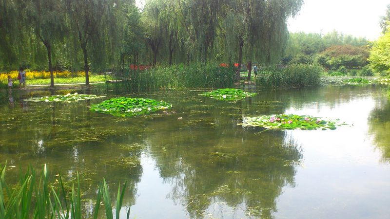 洛阳市隋唐城遗址植物园之水景园