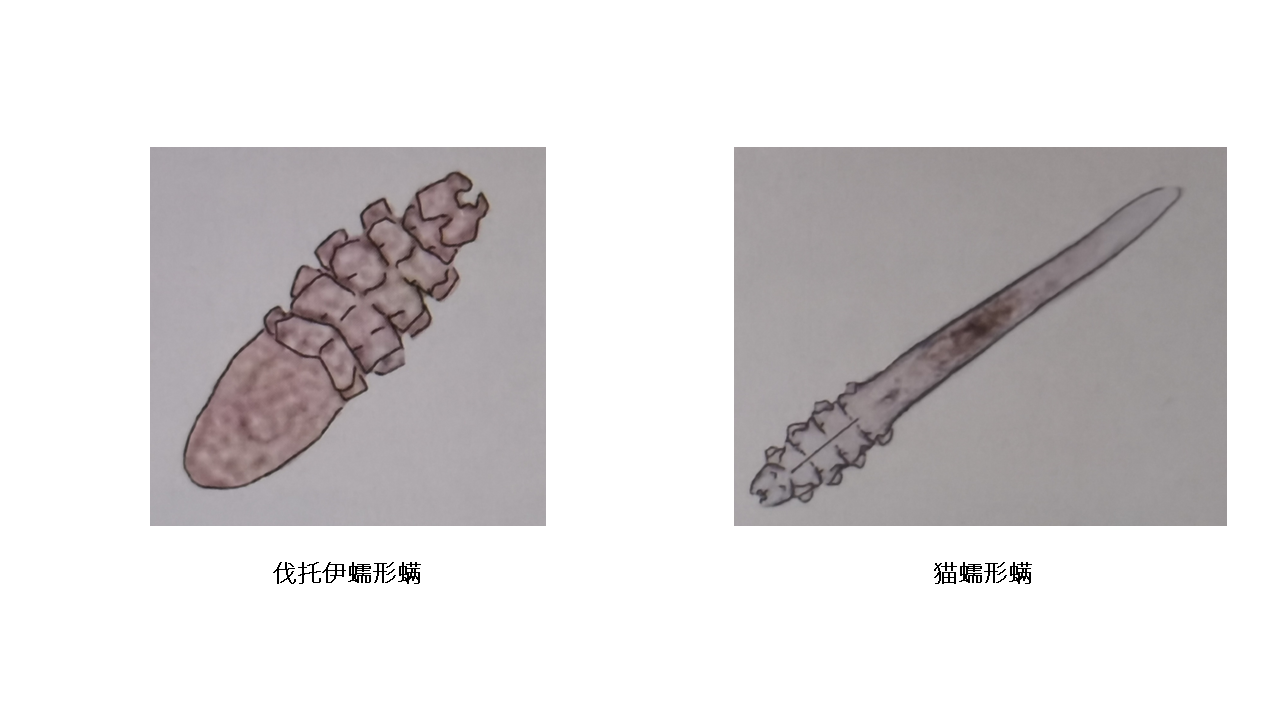 伐托伊蠕形螨虫体呈现短而胖体型,可能有尾巴,也可能没有尾巴,而