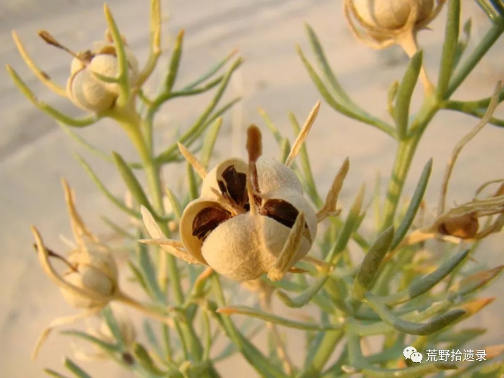 改变世界的植物:骆驼蓬 peganum harmala l.