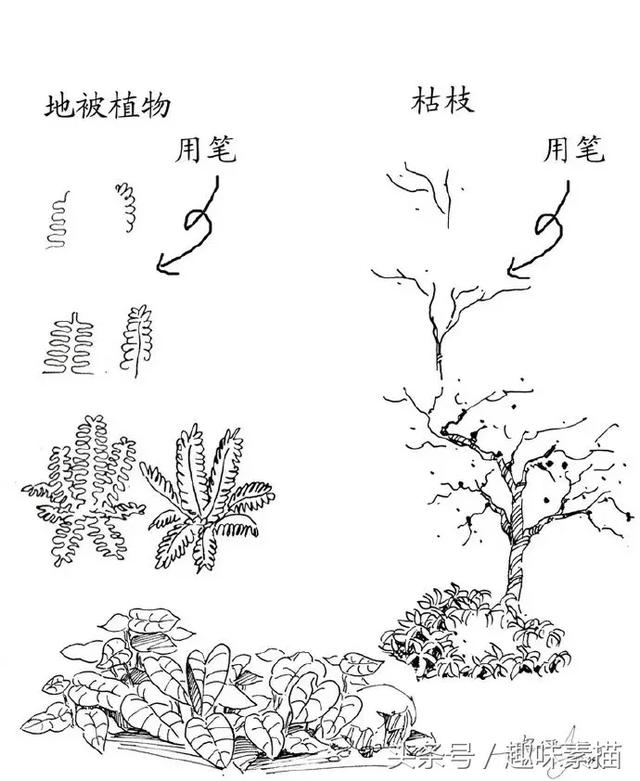 练完这些植物手绘,麻麻再也不用担心我画不好风景速写