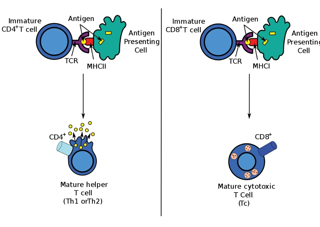 细胞毒性t细胞(英语:cytotoxic t cell,tc或ctl),也称 杀手t细胞