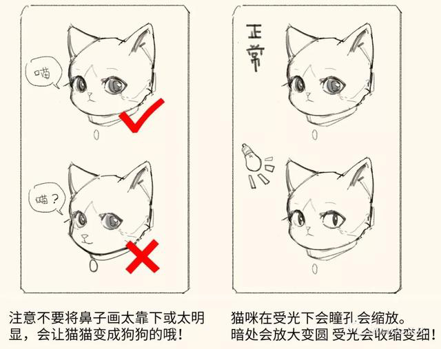 原画:画猫必备教程,如何轻松画出很多只可爱的小猫?