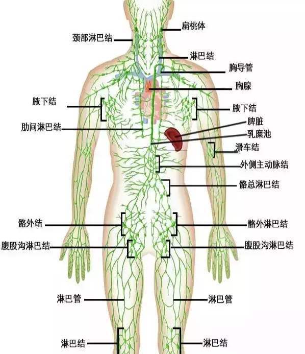 淋巴结外型像蚕豆分布在全身很多在人体的浅表部位,颈部,腋窝,腹股沟
