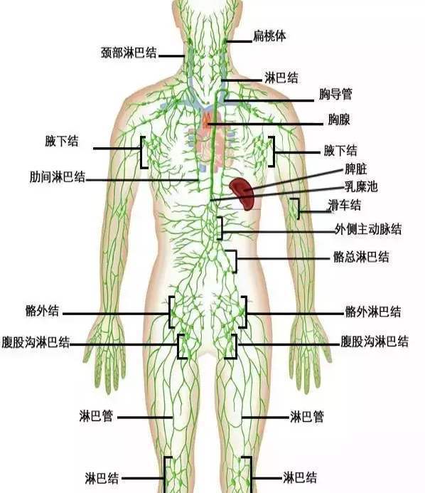 淋巴结外型像蚕豆分布