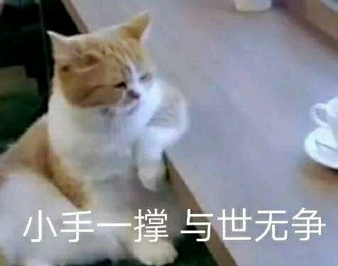 猫:我的内心是崩溃的