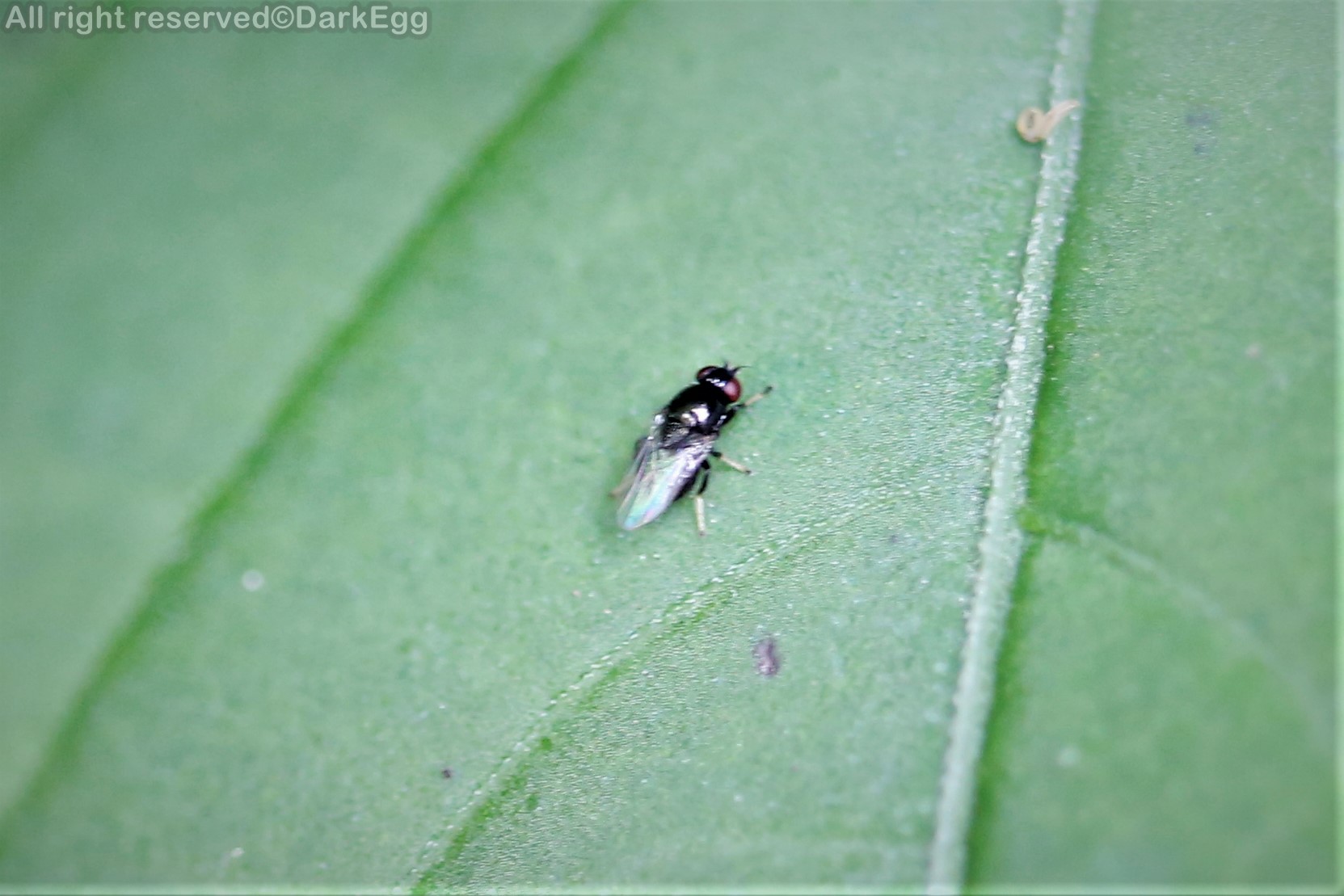 水蝇科 chaetomosillus japonica (存疑)