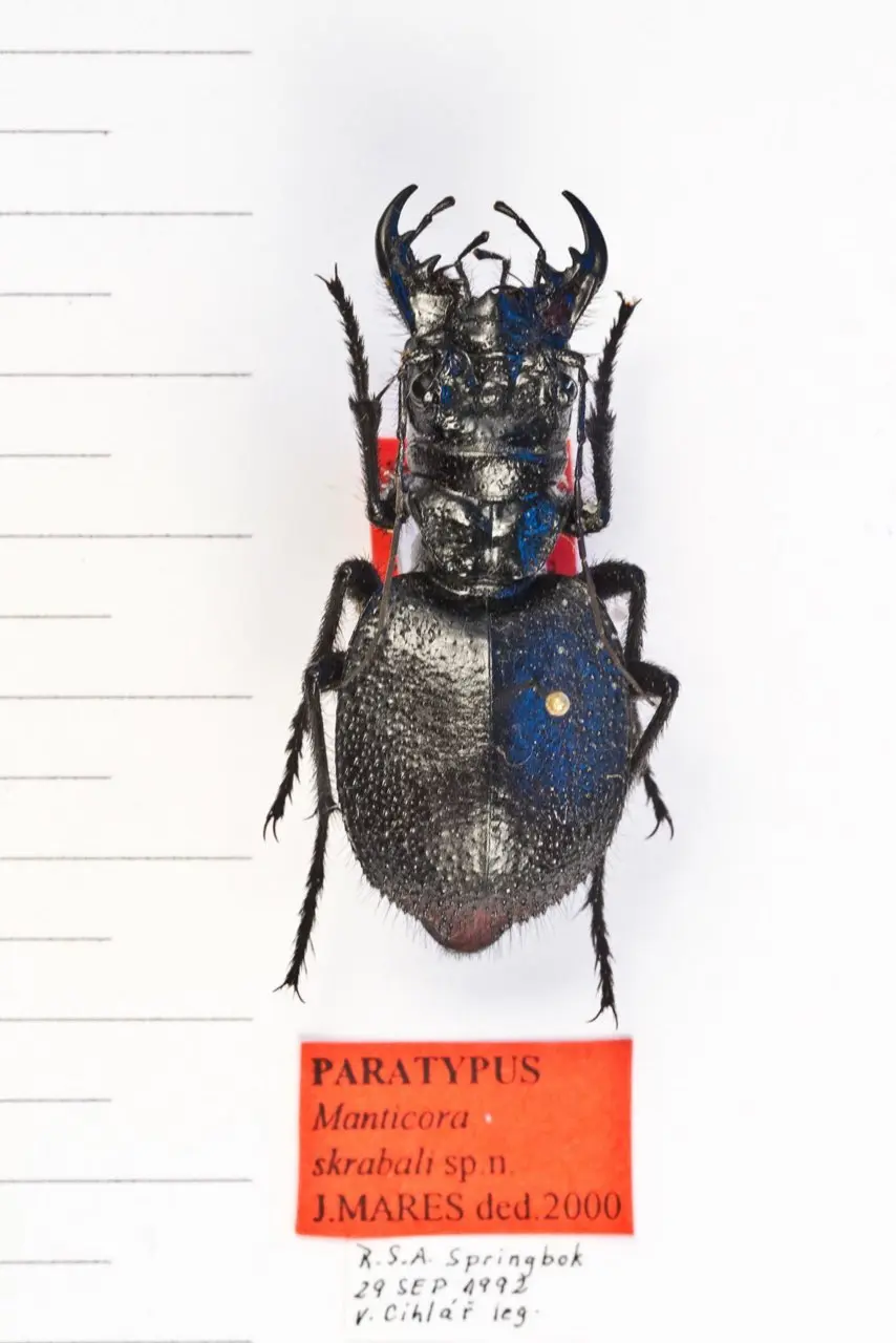 【物种科普】大王虎甲属 manticora 简介 v1.0