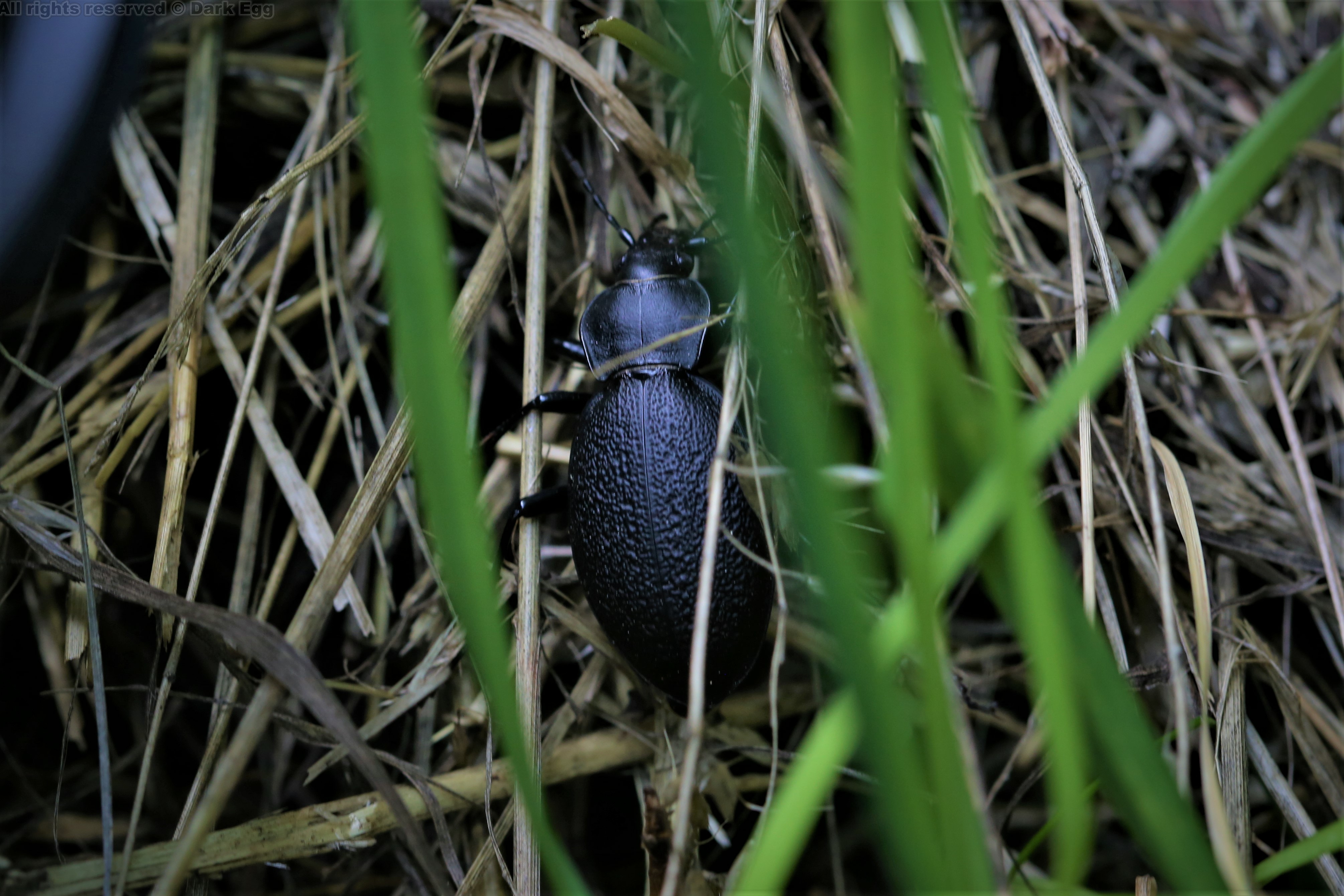 大步甲属 carabus coriaceus