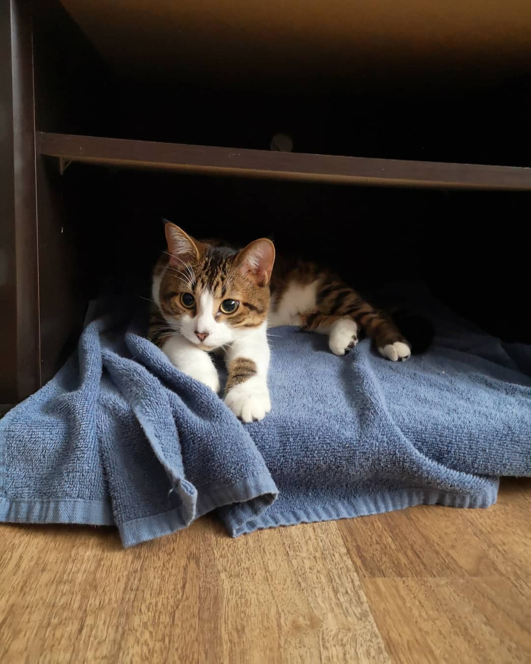 刚接回家的猫咪容易紧张和害怕,做到这些就能让它们尽快熟悉环境