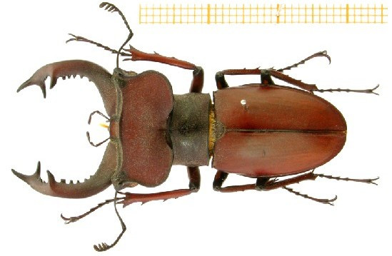 幸运锹甲\福州锹甲\幸运深山锹甲 lucanus fortunei