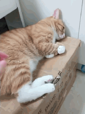 再来说猫咪是