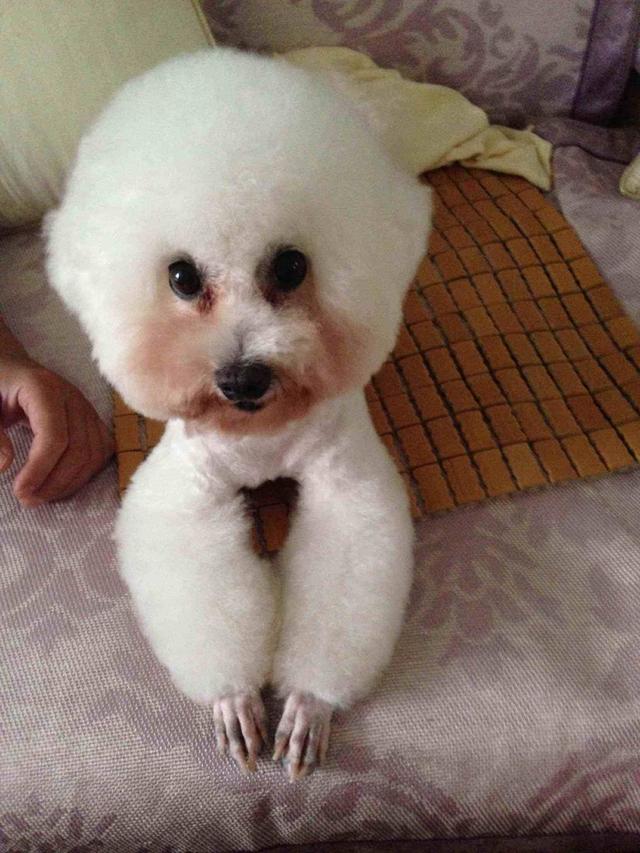 比熊犬泪痕严重怎么办?