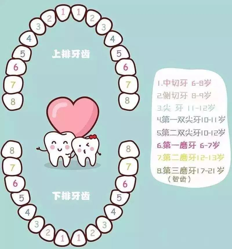 这期间,换牙的顺序完全是固定的:首先换两颗下前牙,并萌出六龄齿
