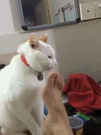 你不但可以试试用核桃补肾,补补吉他指板也是不在话下