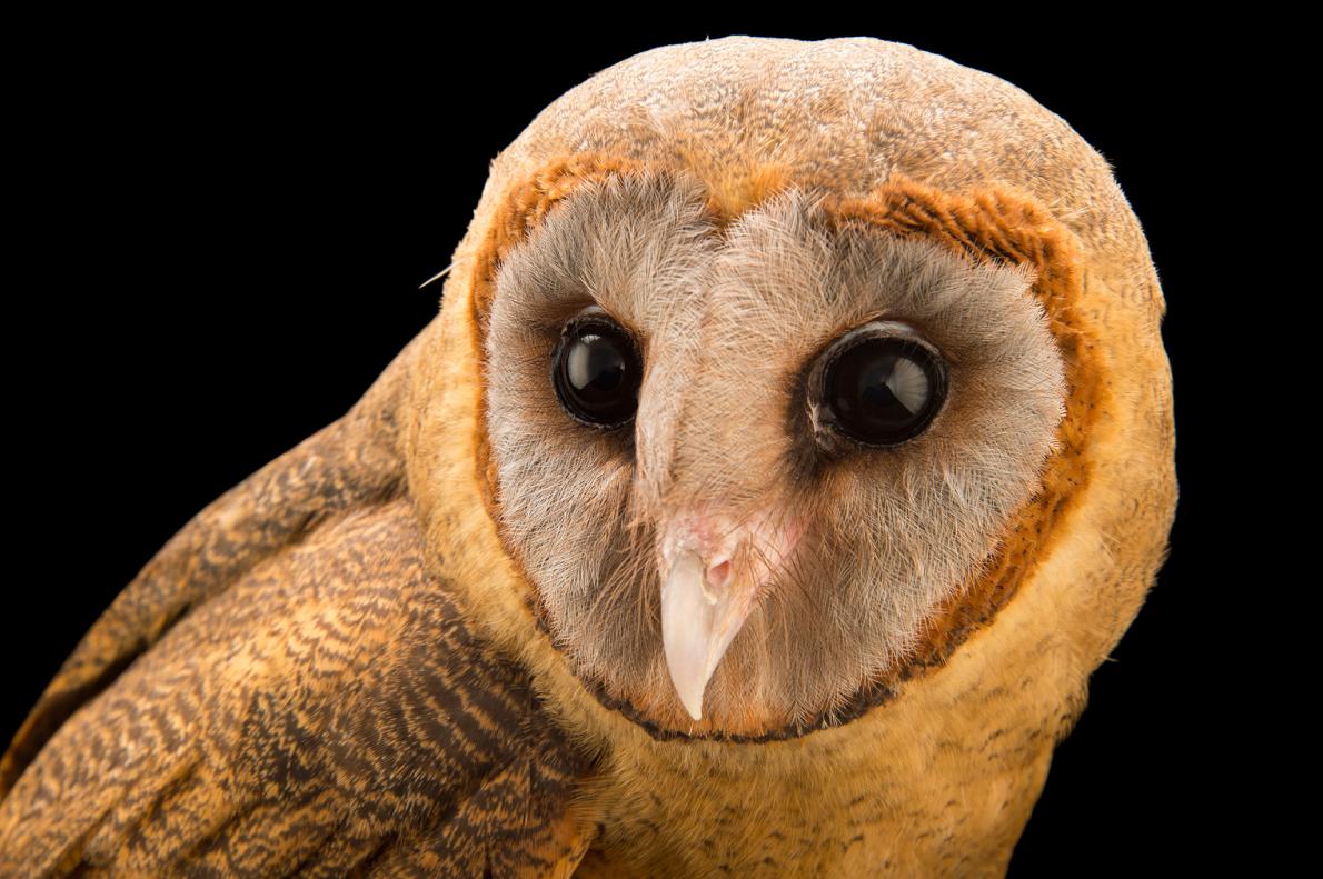 灰面鸮(tyto glaucops), ashy-faced owl 多米尼加共和国,圣多明戈