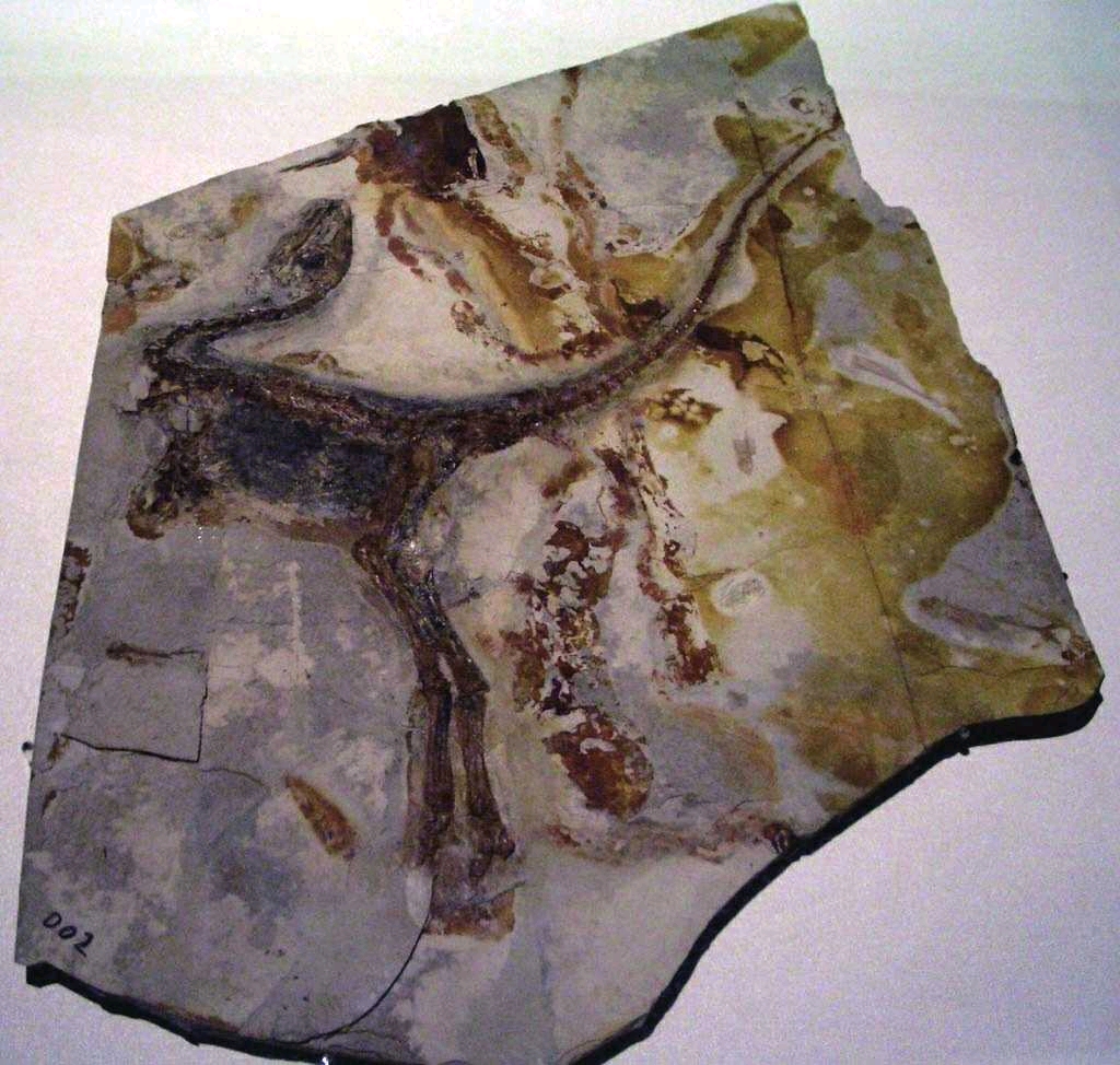 一块保存完整的中华龙鸟化石,在其胃容物中古生物学家发现了属于哺乳