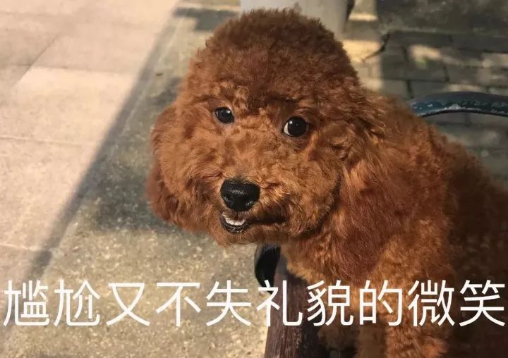 犬届种马泰日天给自己正名到底是长腿高大的贵宾还是短腿浪荡的泰迪