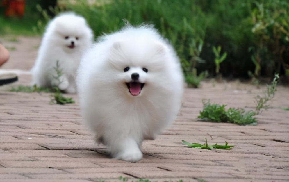 买博美犬要慎重!有这6个特征,都不值得买