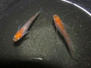怎样分辨你野采的是食蚊鱼还是青鳉