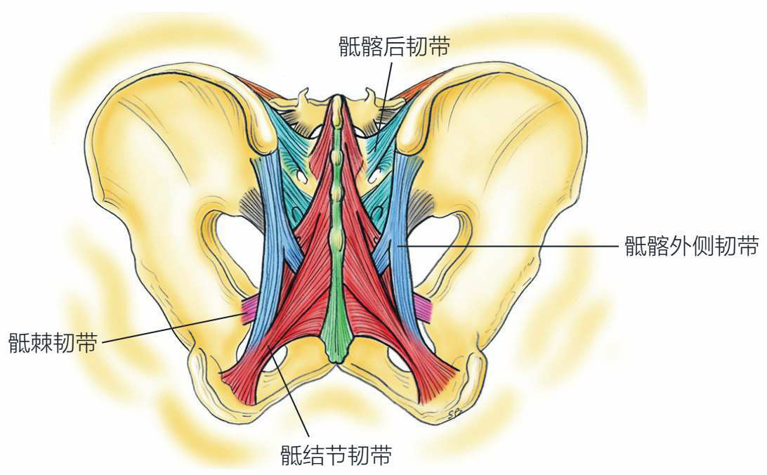 相关的韧带主要包括骶髂前韧带,髂腰韧带,骨间韧带,骶髂后韧带及骶