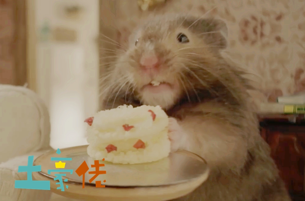 你家的仓鼠认你吗?仓鼠究竟认不认主人?