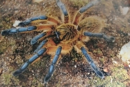 harpactira pulchripes 南非蓝腿巴布