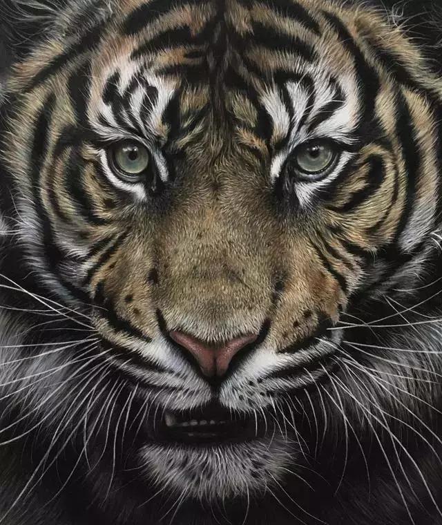 彩铅绘画超写实,手把手教,教你如何画好一只老虎